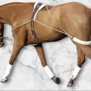 Lungeing/Training Aids