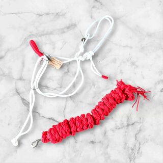 Training halter & lead